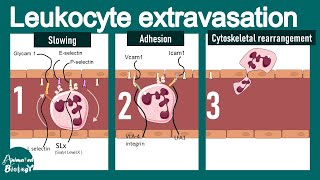 Leukocyte extravasation  Leukocyte adhesion deficiency  Extravasation of neutrophils  Immunology [upl. by Elna]