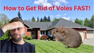 How To Get Rid of Voles  How to Make Vole Traps [upl. by Orly]