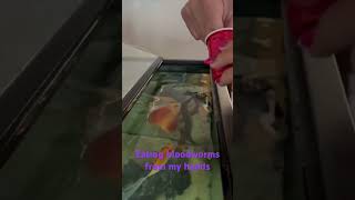 Eels eating bloodworms from my hands tropicalfishtank aquariumfish spinyeel mastacembelus [upl. by Richey]