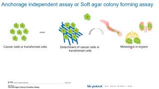 Anchorage independent assay part 1 [upl. by Luane]