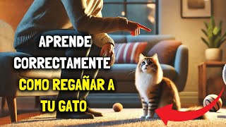 ¿ES POSIBLE REGAÑAR A TU GATO SIN LASTIMARLO [upl. by Comptom]