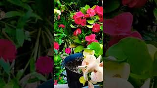 Coronas de Cristo como regar coronasdecristo shorts video plantas plants [upl. by Port237]