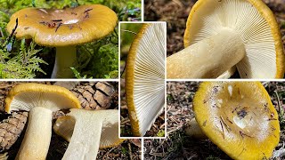 Pilzportrait  Ockergelber Täubling Ockertäubling Zitronentäubling  Russula ochroleuca [upl. by Htor]