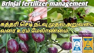 கத்தரி பயிரில் உரம் மேலாண்மை  brinjal fertilizer management Tamil  brinjal fertilizer tamil  lkg [upl. by Aurelea11]