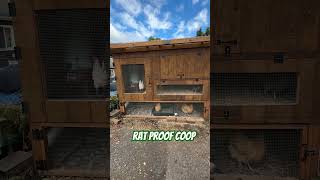 Rat Proof Coop [upl. by Aible]