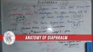 Diaphragm  AnatomyFunctionOriginOpeningsInnervationBlood supply  Made simple [upl. by Maier751]