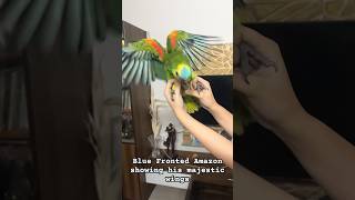 Blue Fronted Amazon 🦜 The first flight amazonparrot blue amazonas exotic talkingparrot love [upl. by Annekcm]