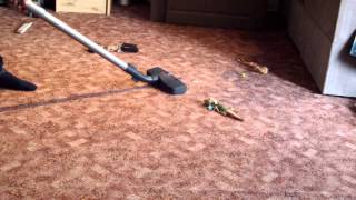 vacuuming the monster [upl. by Arnie]