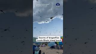 Swarms of dragonflies invade Rhode Island beach [upl. by Lipkin]