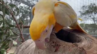 Lutino Macaw is Gold Macawgold viral cute beautiful amazing subscribe [upl. by Aiekahs]