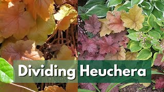 Why You NEED to DIVIDE Heuchera and How to Do It  PROPAGATE HEUCHERAS [upl. by Felicie]