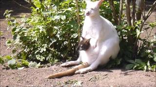 Albino red necked wallaby at Linton Zoo 08 06 14 [upl. by Howzell]