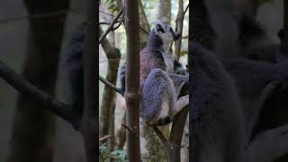 nature  lemur  animal  forest  beautiful scenery  relaxing clip  PT 4  EP 3  🏞️🌄🤩😍🥰❤️💕 [upl. by Ahsineb531]