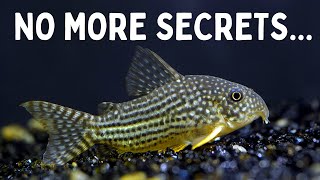 Everything You Should Know Before You Get Corydoras 7 Tips for Keeping Corydoras in an Aquarium [upl. by Galateah971]