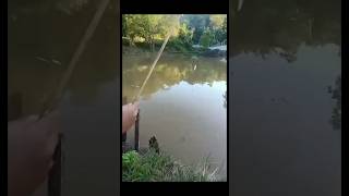 Grass carp narrow escape 😀🎣 [upl. by Laurance]