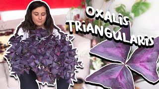 How To Care For Oxalis Triangularis  Purple Shamrock Plant [upl. by Ysteb149]