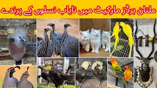 Multan Birds Market Rashadabad Birds Home Latest Update All Fancy and Imported Birds Available Here [upl. by Ahtenek]