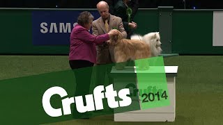 Group Judging  Pastoral Group  Crufts 2014 [upl. by Pachston850]