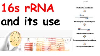 16s rRNA and its use [upl. by Maura]