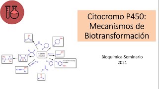 seminario bioquímica  Biotransformación [upl. by Ettennad352]