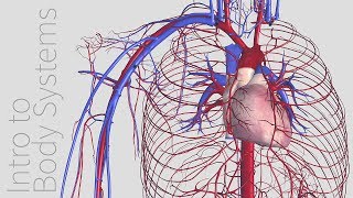 Introduction to the Cardiovascular System  Animated Tutorial  Complete Anatomy [upl. by Surazal]