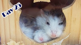 Roborovski Dwarf Hamster Baby Growing Up  Hamster Survival 🐹42 [upl. by Hosbein]