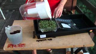 Sprouting Flax Seeds [upl. by Yborian]