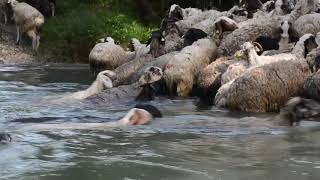 Vagnatura 2019 Contursi Terme [upl. by Dunc993]