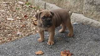 Olde English Bulldogge Puppies For Sale [upl. by Otsugua]