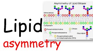 Lipid Asymmetry [upl. by Ahtebat]