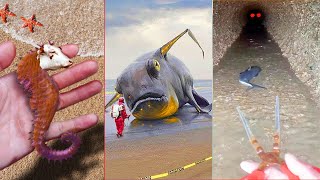 Catching Seafood 🦀🐙 ASMR Relaxing Catch Shark  Catch Fish Deep Sea Monster  587 [upl. by Jdavie]