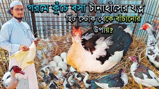 🙀৪২ ডিগ্রি তাপমাত্রায় কুঁচে বসা চীনা হাঁসের যত্ন। হিটস্টোক থেকে বাঁচানোর উপায় Muscovy Duck Farming। [upl. by Nwahsram327]