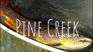 Fishing For GIANT Pine Creek Browns [upl. by Xylia]