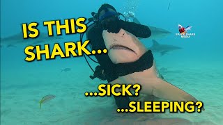 Is this Shark Sick Sleeping Dying The truth about the way sharks breathe shark sharks [upl. by Arly]