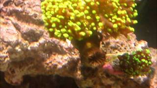 Frogspawn Coral in Saltwater Aquarium [upl. by Adnarrim]