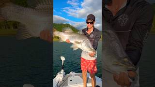 Dam Barra are next level barramundi fishing fish shorts [upl. by Lewej505]