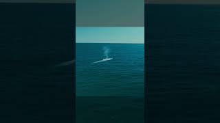 The Secret Language of Whales [upl. by Romano]