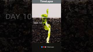 Pea Time lapse 20 days in 20 second 😱 timelapse growingplants lapse woodlapse shorts [upl. by Krein]