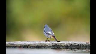 Kara kızılkuyruk » Black Redstart » Phoenicurus ochruros [upl. by Mintun853]