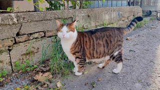 The most spoiled street cat in the neighborhood Cute cat [upl. by Siddon]