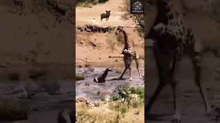 معركه شرسه  ظرافه تضرب طفلها animals forest wildlife [upl. by Babbie]