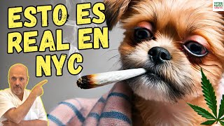 🆘 TRATAMIENTO DE LA INTOXICACIÓN POR MARIHUANA EN PERROS DE NEW YORK 🆘 [upl. by Yug]