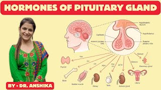 Hormone of the Pituitary Gland Explained  Anterior amp Posterior Pituitary Hormone PituitaryGland [upl. by Eissel]