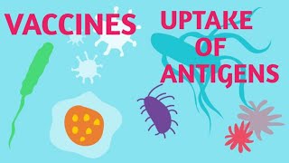 Vaccine Delivery System  Introduction to vaccines types and Uptake of antigens [upl. by Manly]