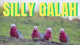 The Galah  australia birds wildlife [upl. by Wearing748]