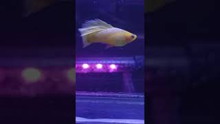 variatus yellow hifin💛 platyfish aquariumaquascape aquarium fish guppy guppyfish guppypemula [upl. by Eyaf]