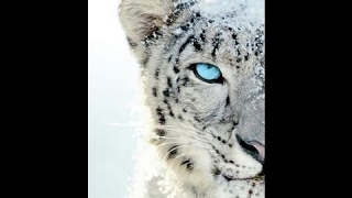 DOCUMENTALES DE ANIMALES 😜👍TIERRA INHÓSPITAEL LEOPARDO DE LAS NIEVESNATIONAL GEOGRAPHICVIDEO [upl. by Neela663]