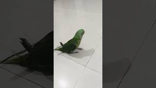 Chane ko English mein kya kahate Hain chana subscribe comedy parrot [upl. by Dickerson]