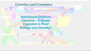 Arabidopsis Thaliana Genome A model organism in plant and genetics [upl. by Obara]