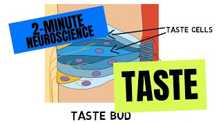 2Minute Neuroscience Taste [upl. by Lorianne]